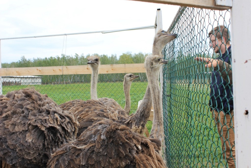 Besuch auf der Straußenfarm